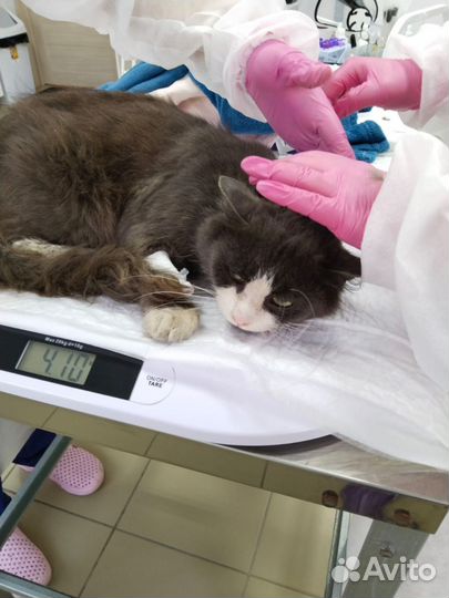 Отдам кота в добрые руки