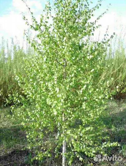 Берёза 1,5-2м