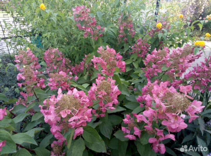 Гортензия Мега Минди