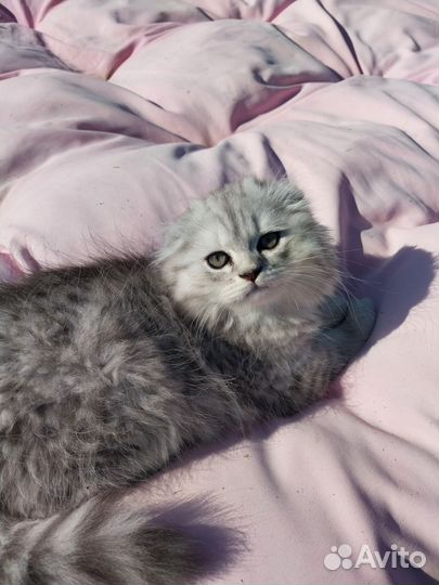 Шотландский котёнок