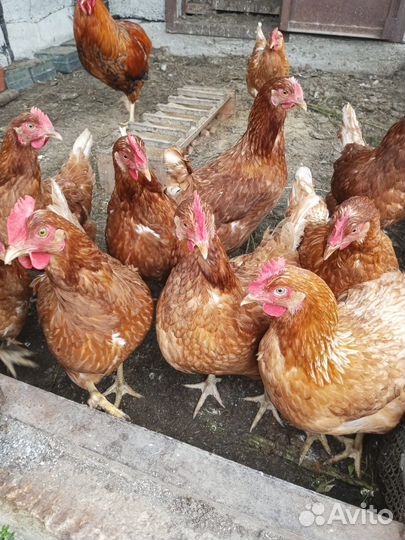 Куры несушки