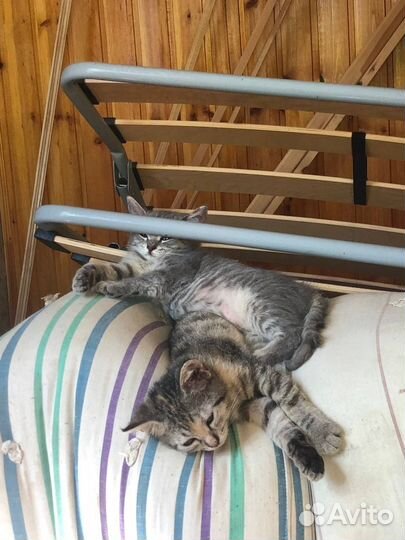 Котята в добрые руки