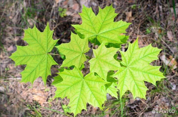 Дуб, клён саженцы