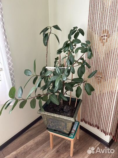 Фикус в красивом горшке