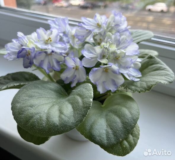 Сортовые фиалки