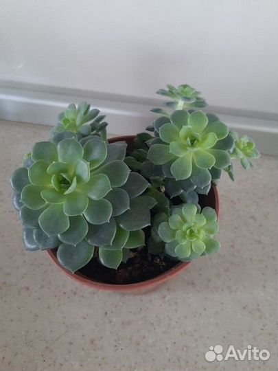 Суккуленты каменная роза