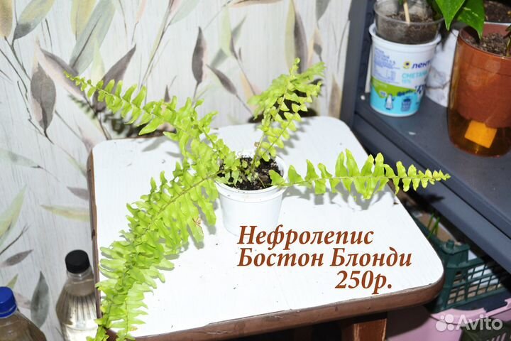 Рафидофора, нефролепис, перец и другое