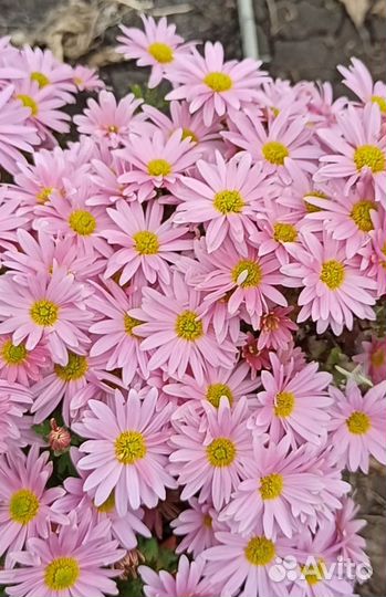 Хризантема мультифлора