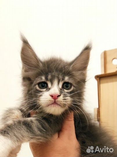 Мейн-кун классика и полидакты