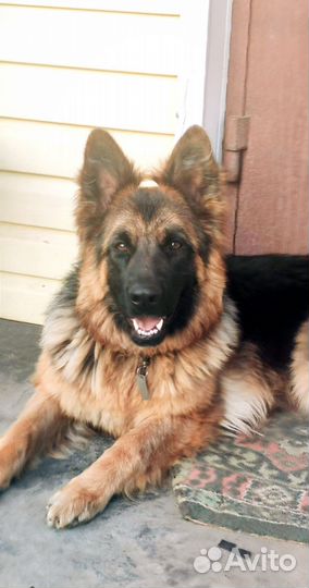 Немецкая овчарка