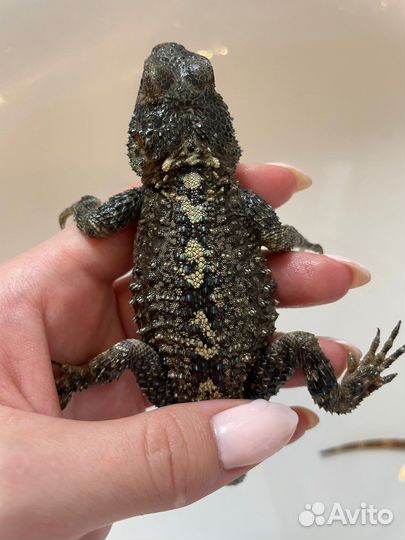 Турецкая агама