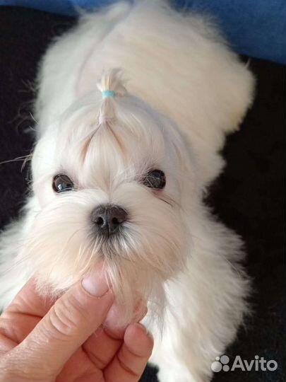 Мини мальчик мальтезе РКФ