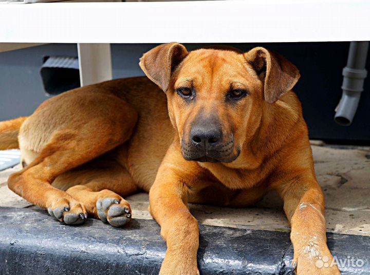 Собака в добрые руки