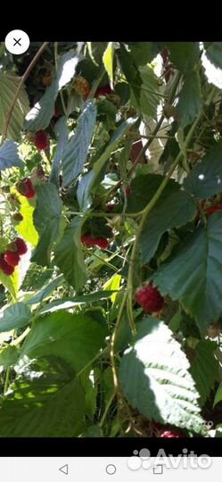 Гортензия Анабель,малина Атлант, Новость Кузьмина