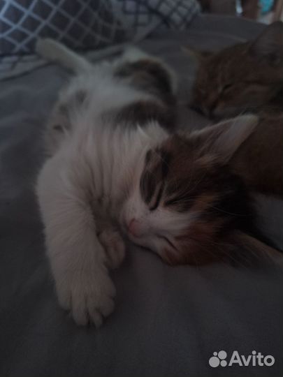 Котенок девочка в добрые руки