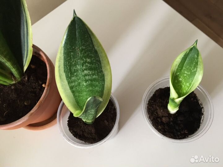 Сансевиерия голден flame