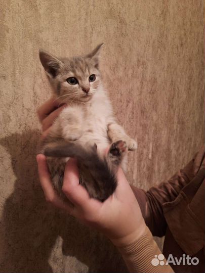 Котенок шотландский девочка