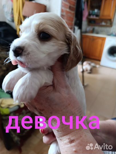 Собака