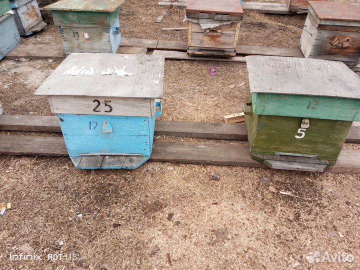 Продам пчелосемьи- пасеку