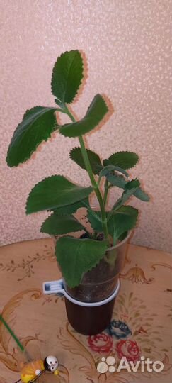 Мята лимонная