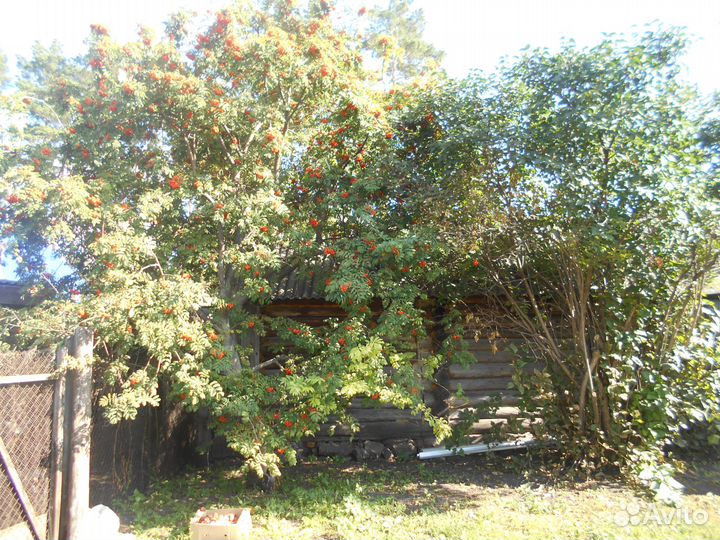 Саженцы рябины, калины и ягоды