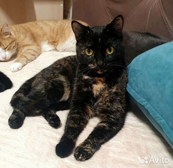 Кошка в дар