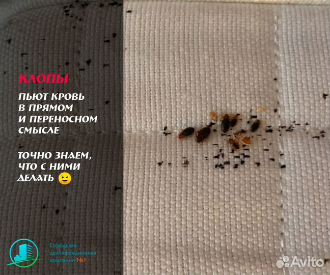 Уничтожение тараканов, клопов, мышей и вирусы