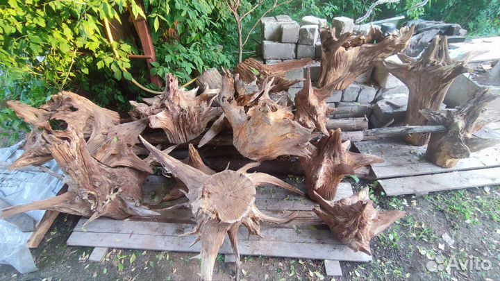 Пень с корягами дубовые