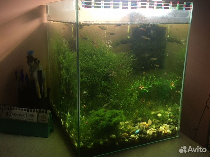 Аквариум