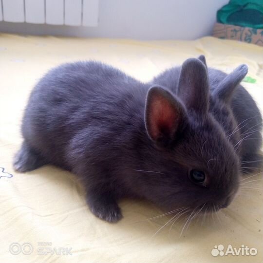 Карликовый кролик