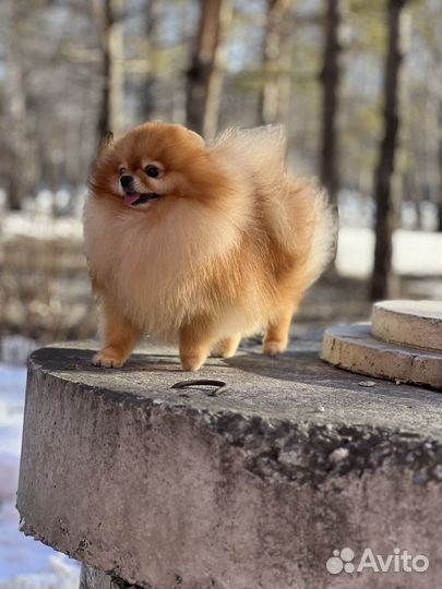 Померанский шпиц вязка