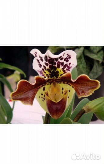 Орхидея Paphiopedilum. Венерин башмачок
