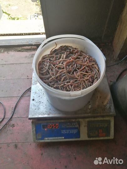 Червь дендробена