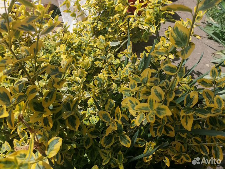 Садовые растения