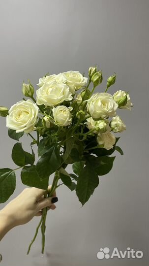 Розы кустовые/йошкар-ола/доставка