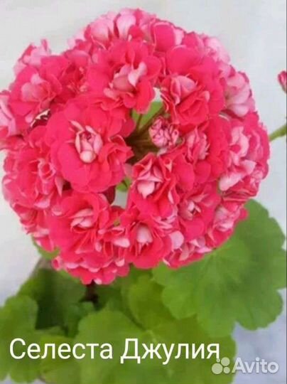 Пеларгонии сортовые