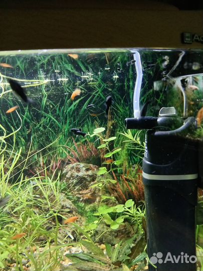 Аквариумные рыбки