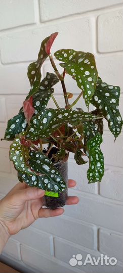 Бегония пятнистая Макулата