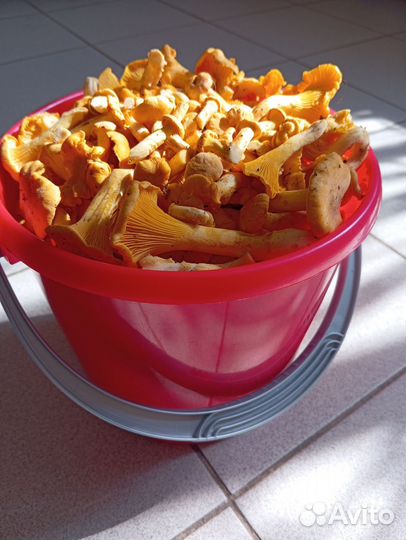 Брусника,Лисички