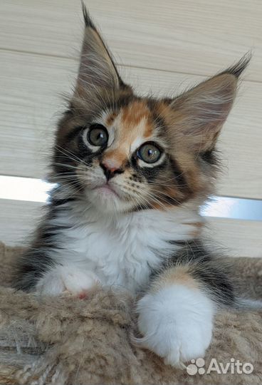 Котёнок мейн кун