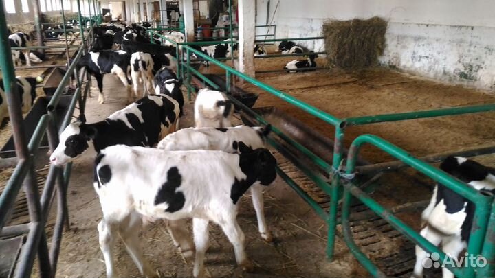 Бычки и телята