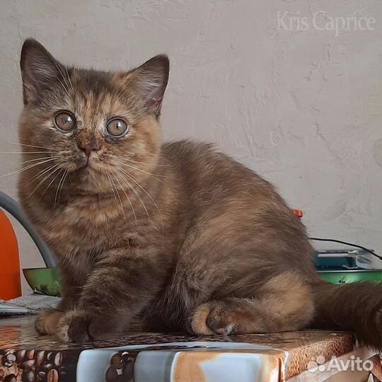 Британка в окрасе Солнце в Шоколаде