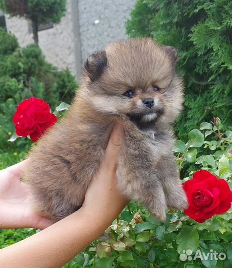 Померанский шпиц мини