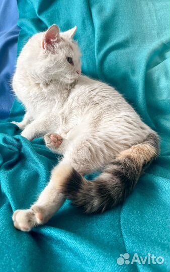 Трехцветная кошка стерилизована