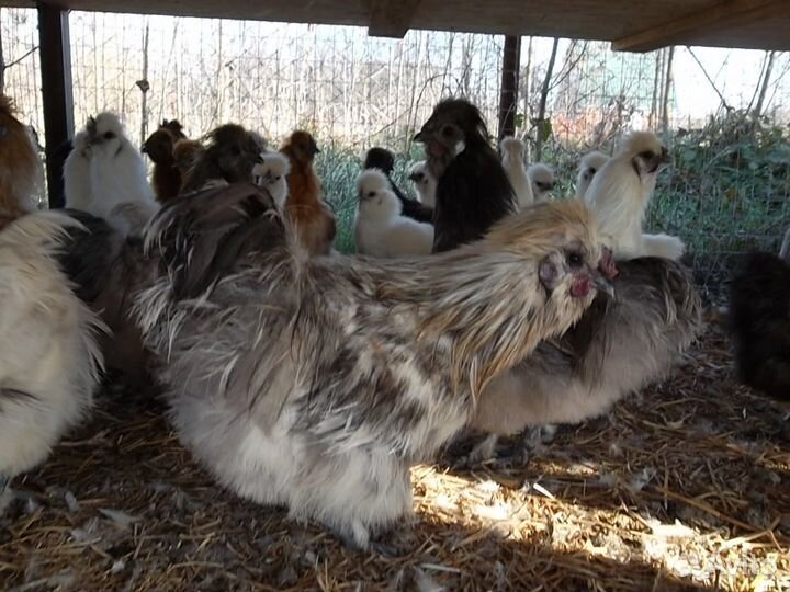 Китайские шелковые - цыплята