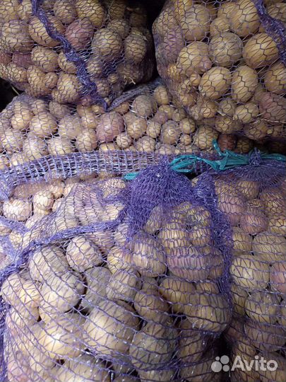 Мелкая картошка