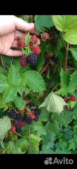 Ежевика без шипов