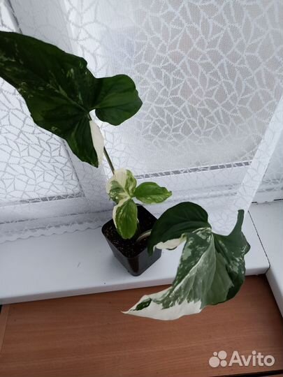 Сингониум imperial white