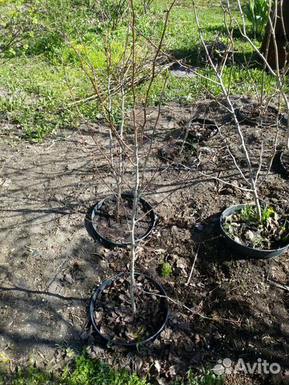 Боярышник мягковатый: плодовый