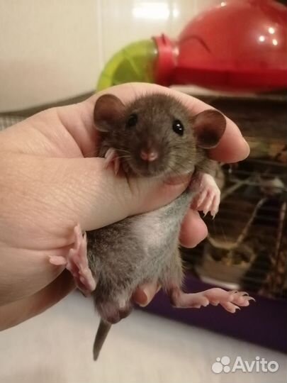 Крыса крысята дамбо